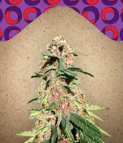 Red Purps Feminisiert