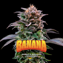 Gorilla Banana Feminisiert