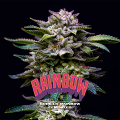 Gorilla Rainbow Feminisiert