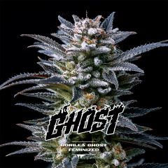 Gorilla Ghost Feminisiert