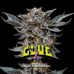 Gorilla Kingdom Glue #4 Feminisiert