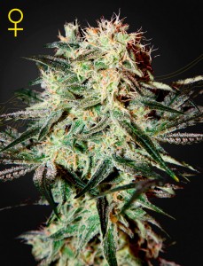 Arjan's Strawberry Haze Feminisiert