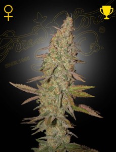 Arjan's Ultra Haze 1 Feminisiert