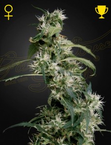 Arjan's Ultra Haze 2 Feminisiert