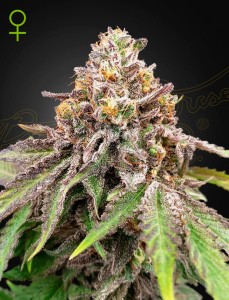 Blue Haze x Gelato 41 Automatic