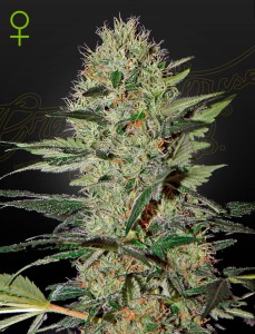 Exodus Cheese Automatic