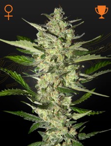 Flowerbomb Kush Feminisiert