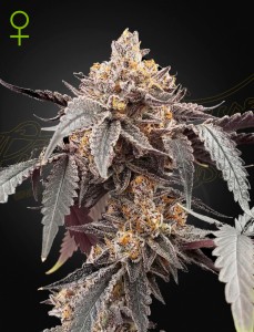 Guava x Gelato 41 Automatic