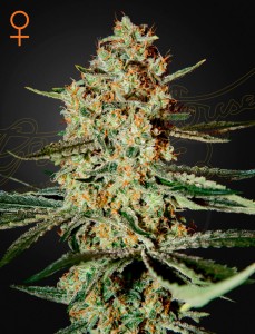 Himalaya Gold Feminisiert