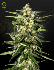 Jack Herer Automatic