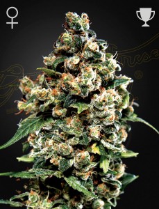 Jack Herer Feminisiert