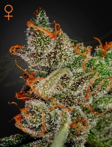 King's Kush Feminisiert