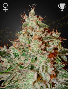 Lemon Skunk Feminisiert
