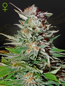 Super Lemon Haze Automatic