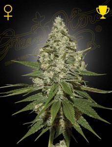Super Lemon Haze Feminisiert