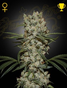 Super Silver Haze Feminisiert