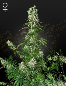White Strawberry Skunk Feminisiert