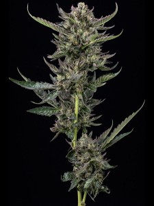 Notorious THC Feminisiert