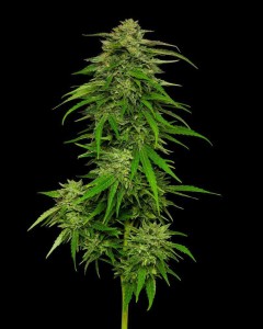 Mango Sherbert Feminisiert