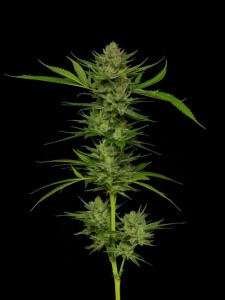 Slightly Stoopid Fruits Feminisiert