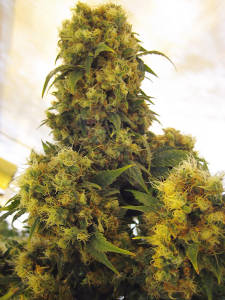Critical Skunk Regulär