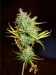 Mango Haze Regulär