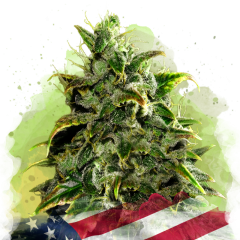 Blue Dream Auto