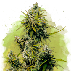Lemon OG Haze Auto