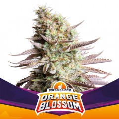 Orange Blossom Feminisiert