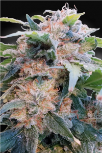 CBD Dream Feminisiert