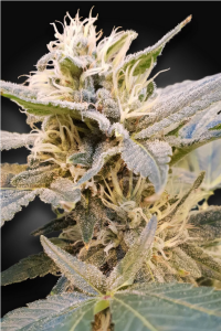 CBD Delight Feminisiert