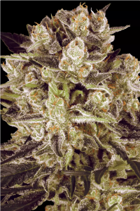 Durga Mata I:I CBD Feminisiert