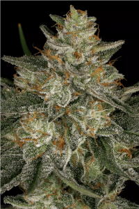Dutch Kush Feminisiert