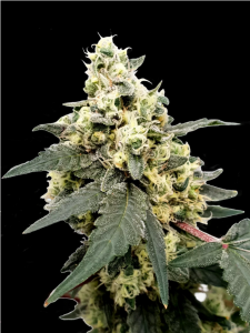 Auto Lemonade