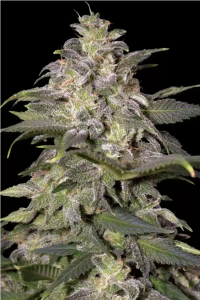 Magic Bud Feminisiert