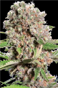 CBD Relax Feminisiert