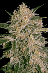 CBD Nebula I:I Feminisiert