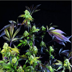 Sunset Sherbet Feminisiert