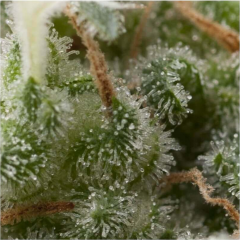 Auto Super Hash