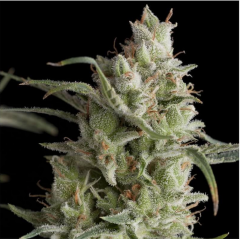 Super OG Kush Feminisiert