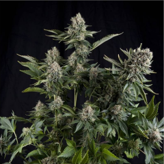 White Widow Feminisiert