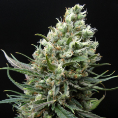 Ripper Haze Feminisiert
