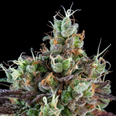 Sour Ripper Feminisiert