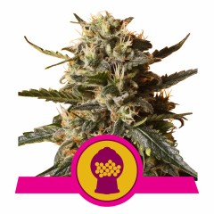 Bubblegum XL Feminisiert