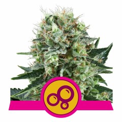 Bubble Kush Feminisiert