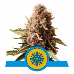 Euphoria CBD Feminisiert