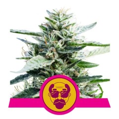 Granddaddy Purple Feminisiert