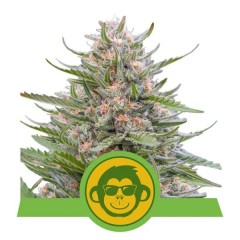 Grape Ape Automatic