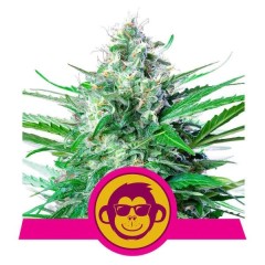 Grape Ape Feminisiert