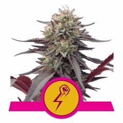 Green Crack Punch Feminisiert